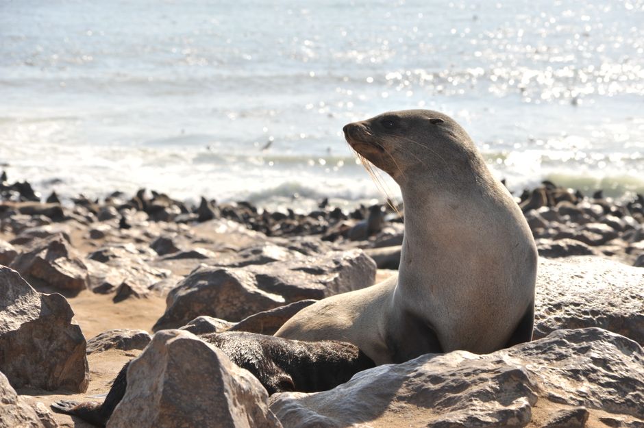The Selkie's Skin: What the Seal-Wife Myth Says About Belonging
